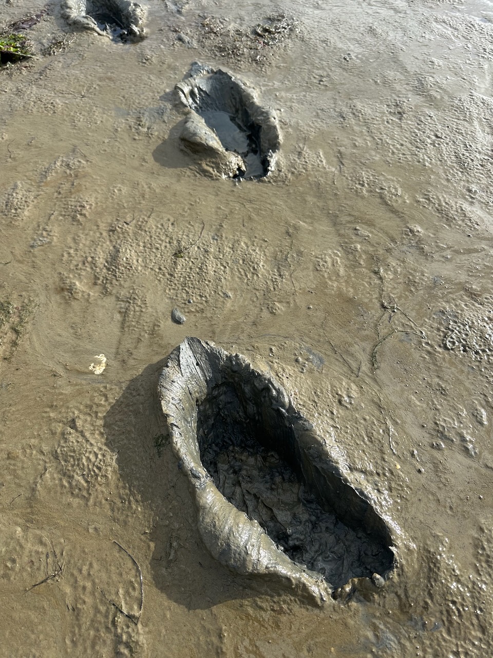 Footprints left in stick mud