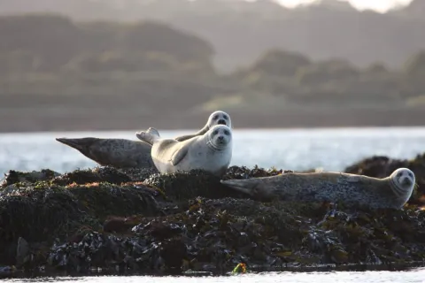 Strangford seals
