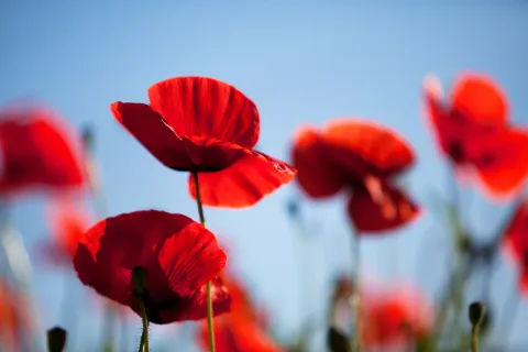 A close-up image of poppy flowers