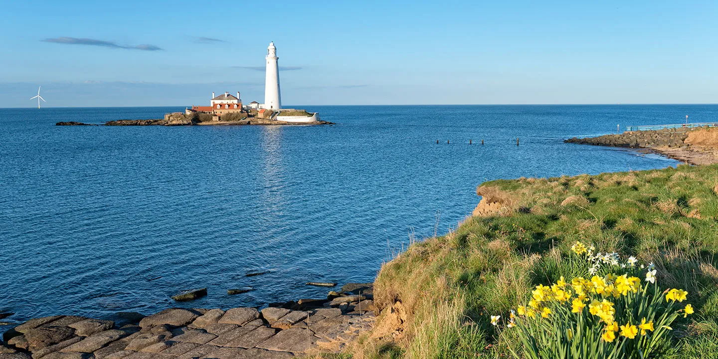 View of the lighthouse on the Northumberland coast on a sunny spring day. In the foreground, daffodils are in flower